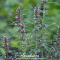 Motherwort – 50 Seeds Southern Seeds