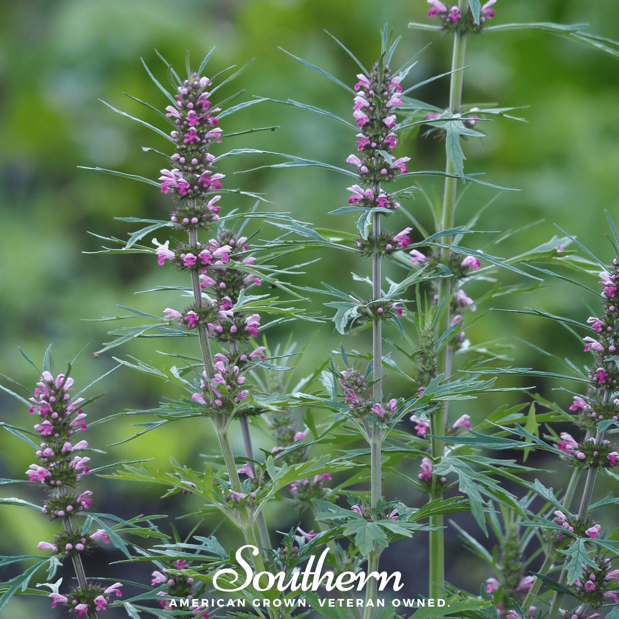 Motherwort – 50 Seeds Southern Seeds
