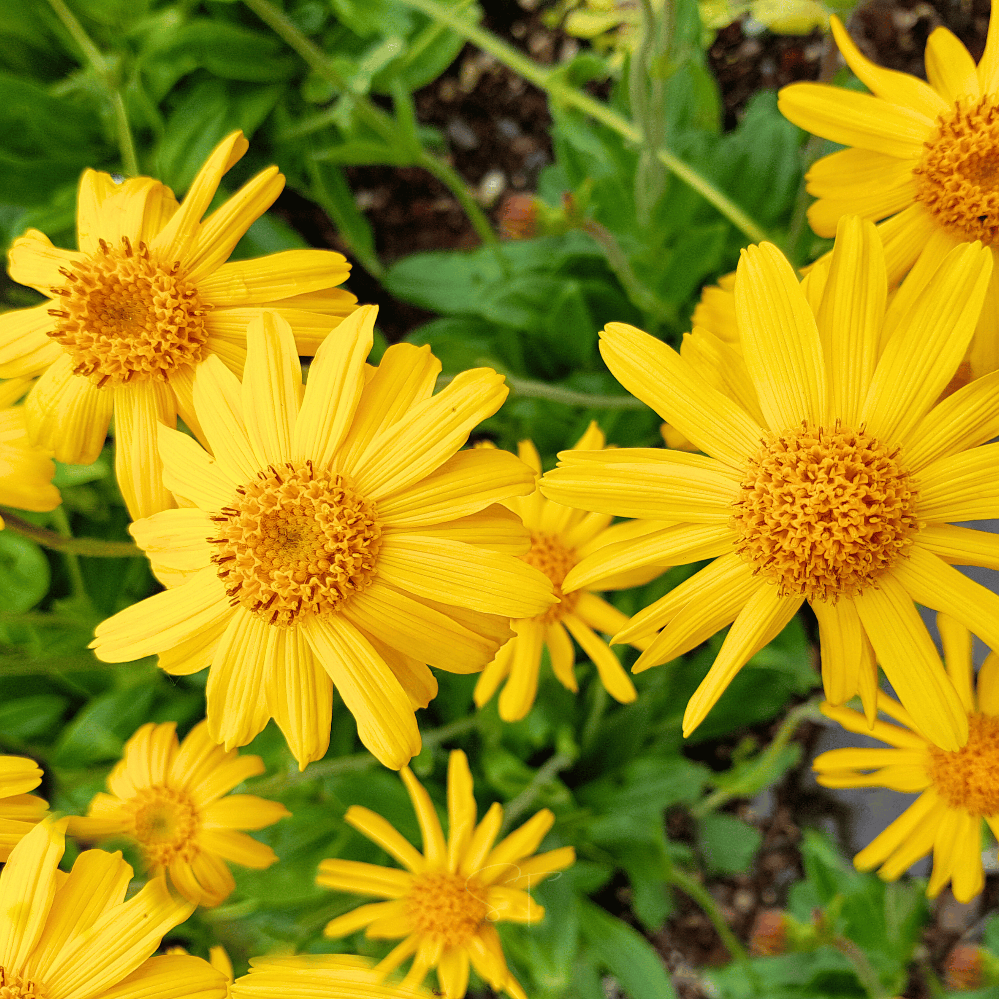 Mountain Arnica – 20 Seeds Southern Seeds