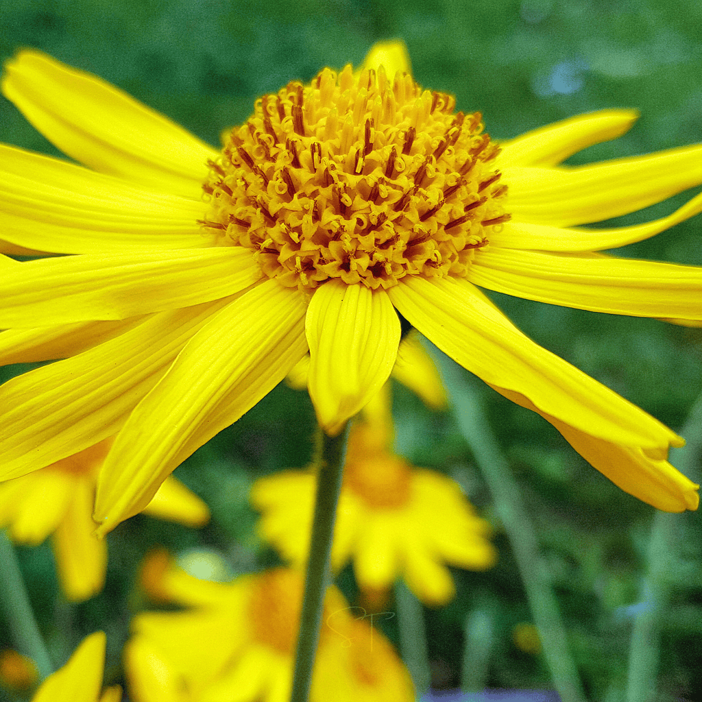 Mountain Arnica – 20 Seeds Southern Seeds