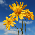 Mountain Arnica – 20 Seeds Southern Seeds