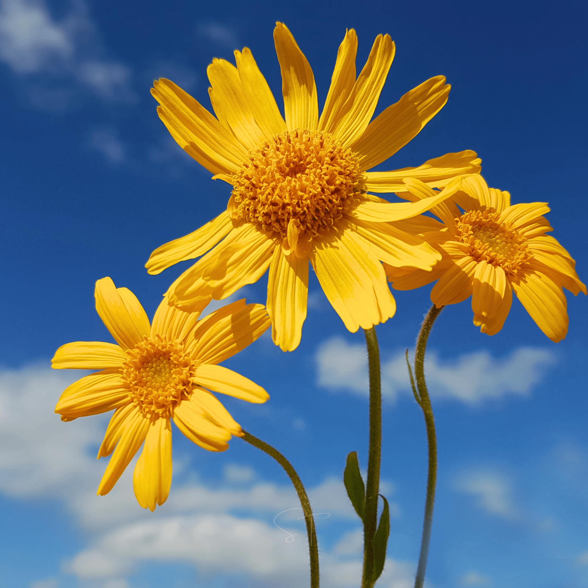 Mountain Arnica – 20 Seeds Southern Seeds