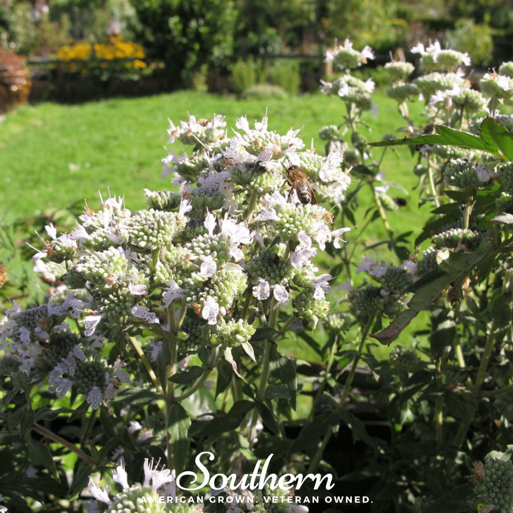 Mountain Mint – 100 Seeds Southern Seeds