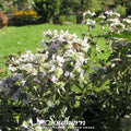 Mountain Mint – 100 Seeds Southern Seeds