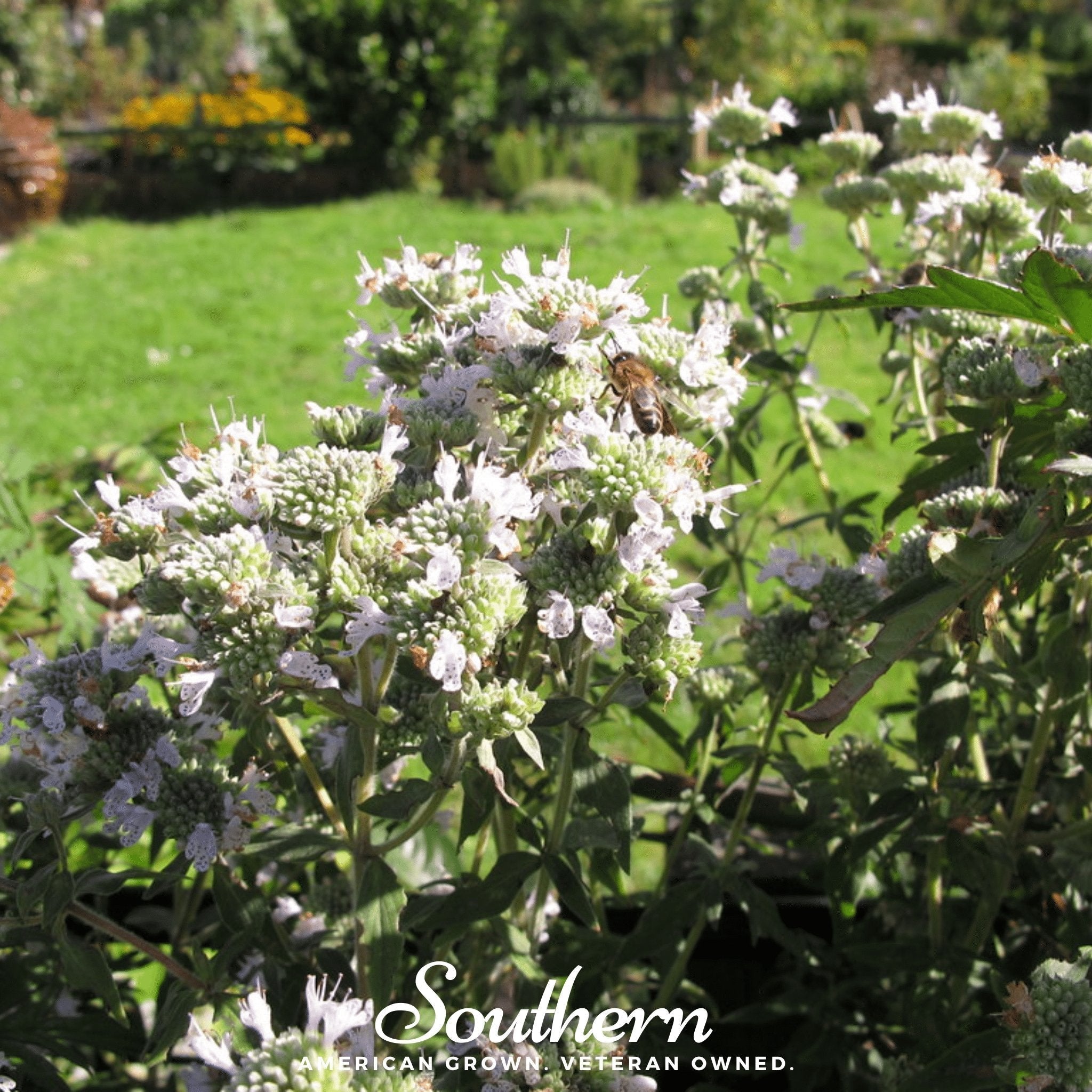 Mountain Mint – 100 Seeds Southern Seeds