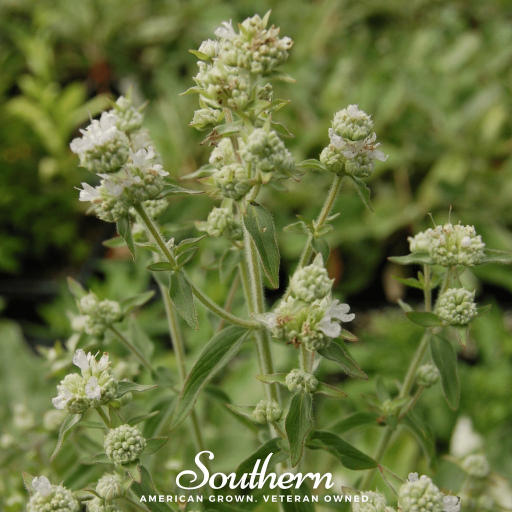 Mountain Mint – 100 Seeds Southern Seeds