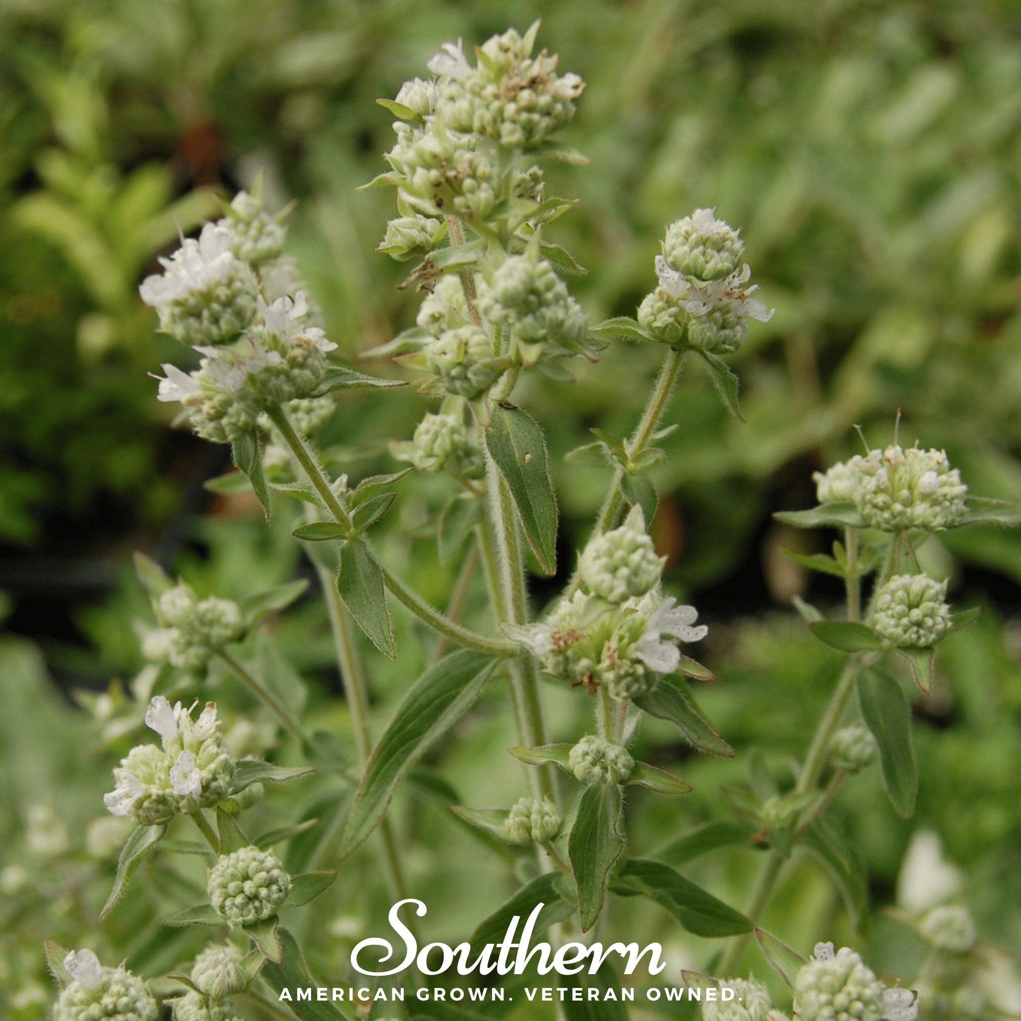 Mountain Mint – 100 Seeds Southern Seeds