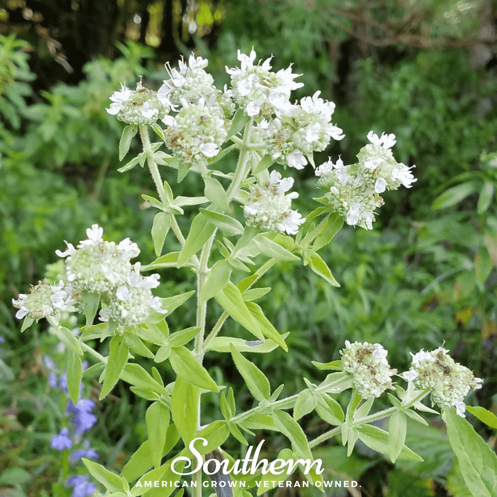 Mountain Mint – 100 Seeds Southern Seeds