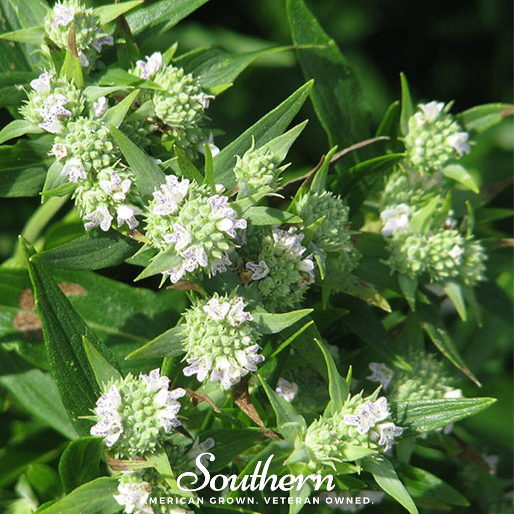 Mountain Mint – 100 Seeds Southern Seeds