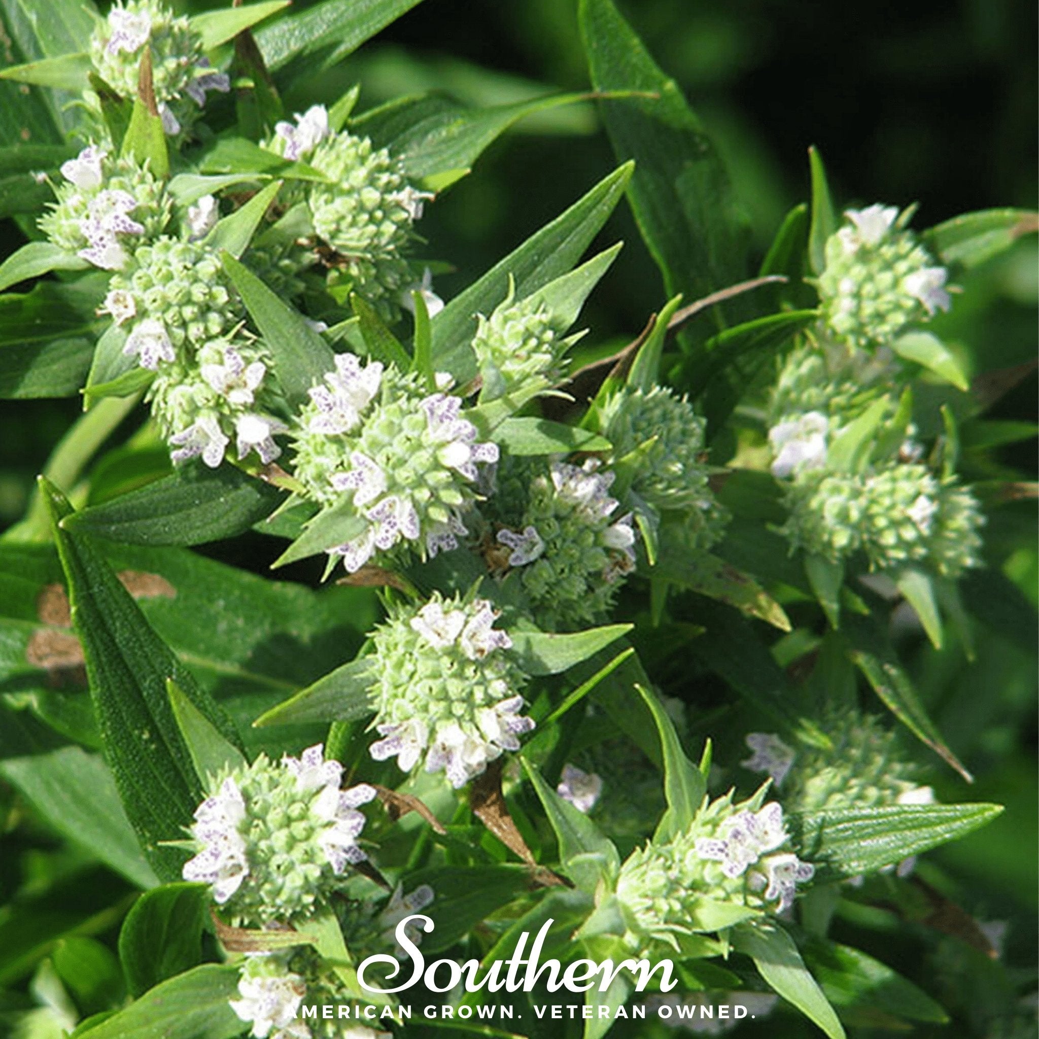 Mountain Mint – 100 Seeds Southern Seeds