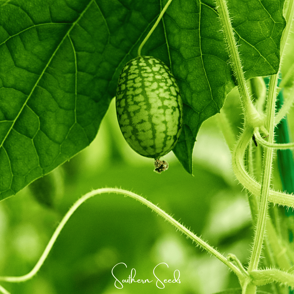 Mouse Melon – 10 Seeds Southern Seeds