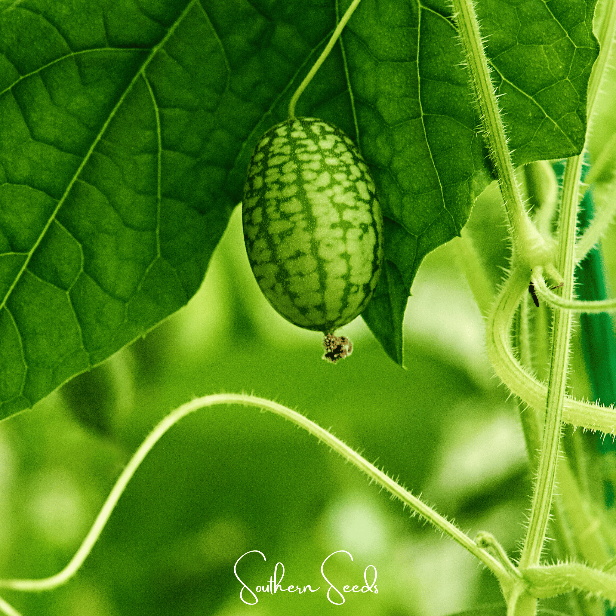 Mouse Melon – 10 Seeds Southern Seeds