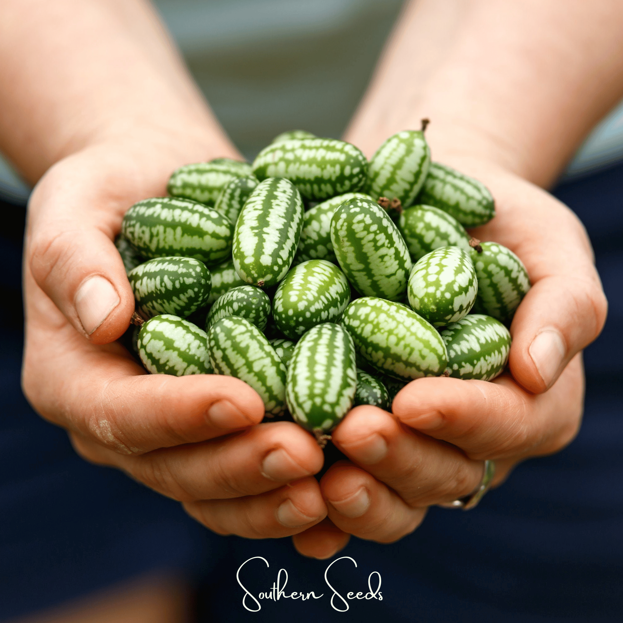Mouse Melon – 10 Seeds Southern Seeds