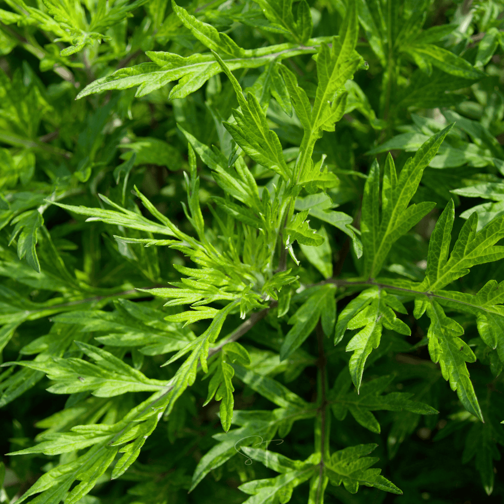 Mugwort – 200 Seeds Southern Seeds