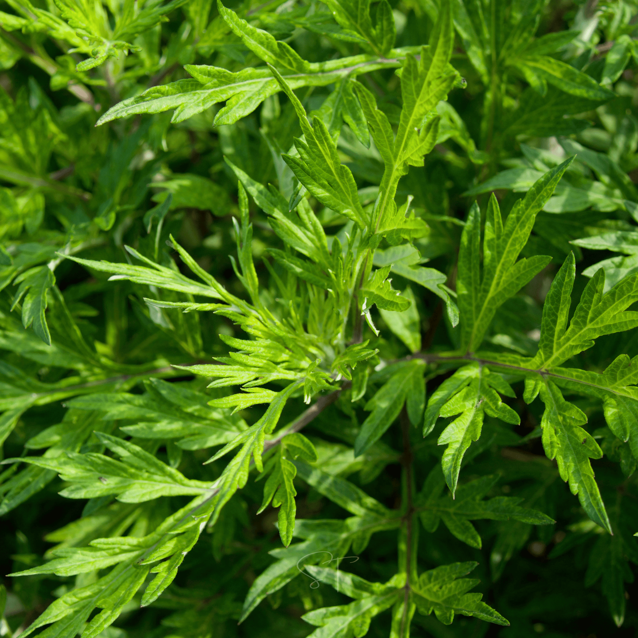 Mugwort – 200 Seeds Southern Seeds