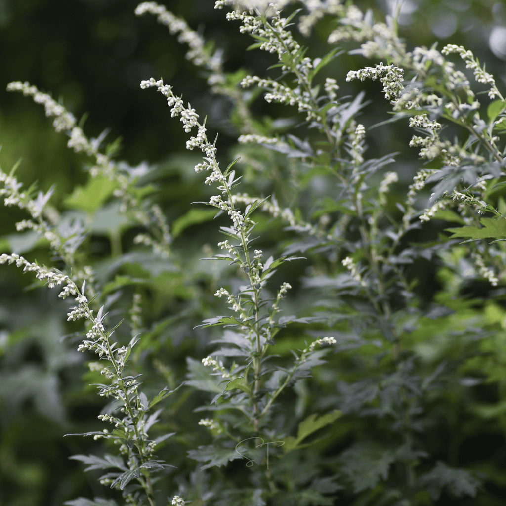 Mugwort – 200 Seeds Southern Seeds