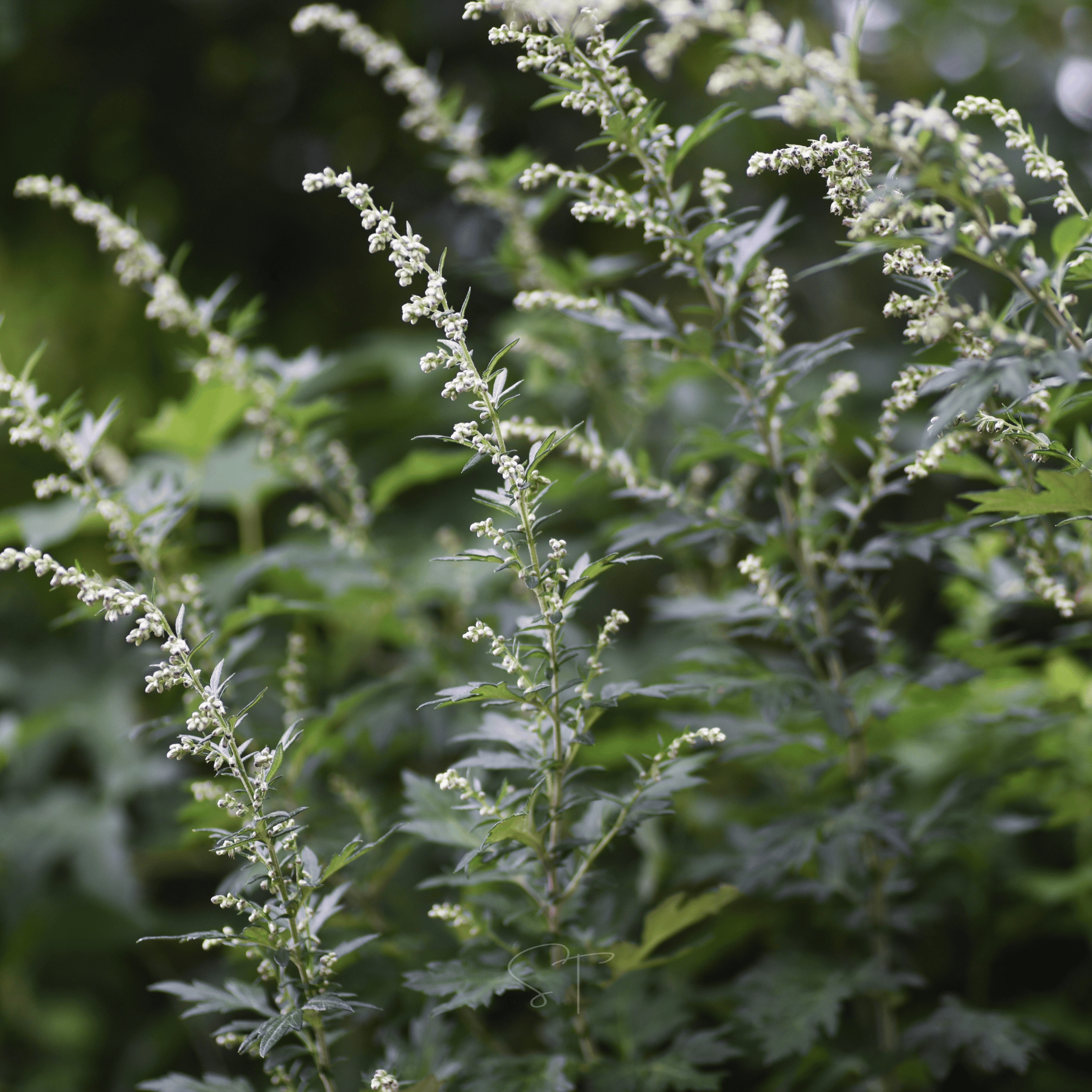 Mugwort – 200 Seeds Southern Seeds