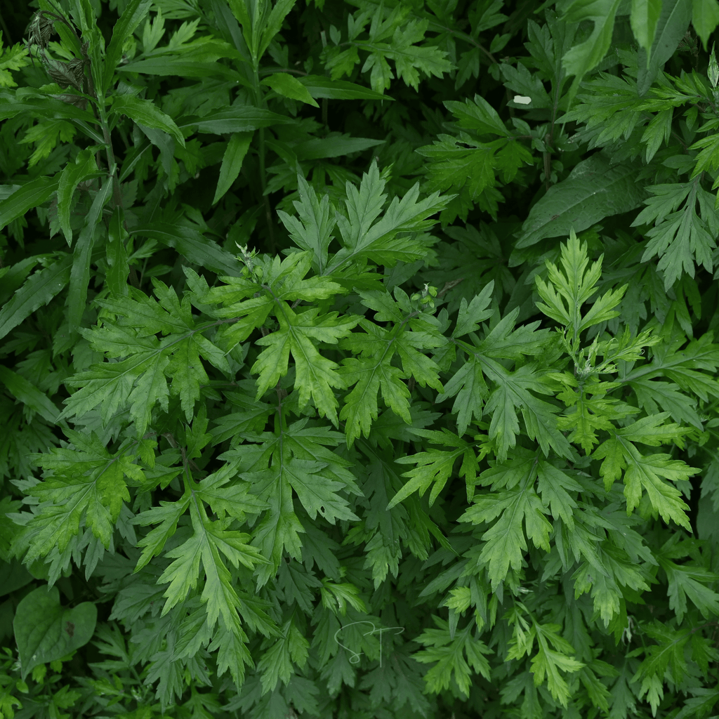 Mugwort – 200 Seeds Southern Seeds