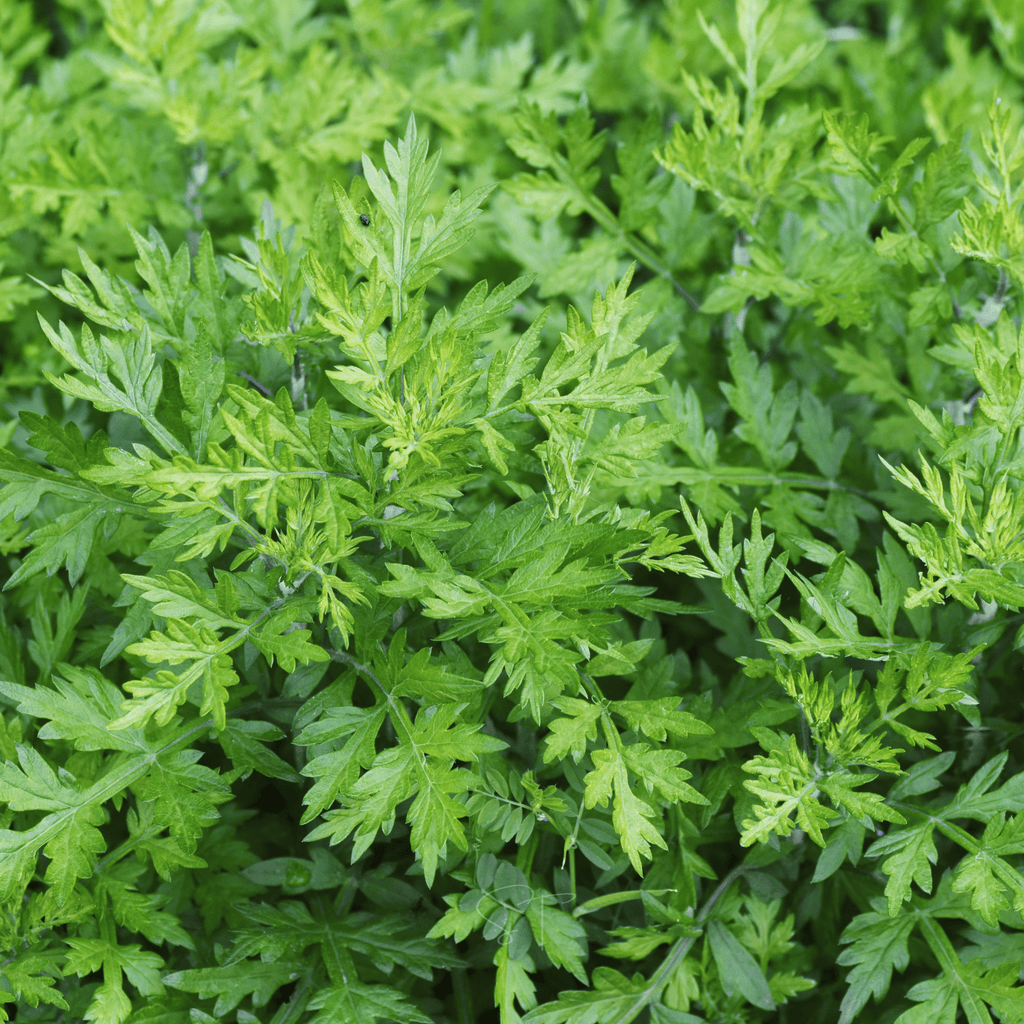 Mugwort – 200 Seeds Southern Seeds