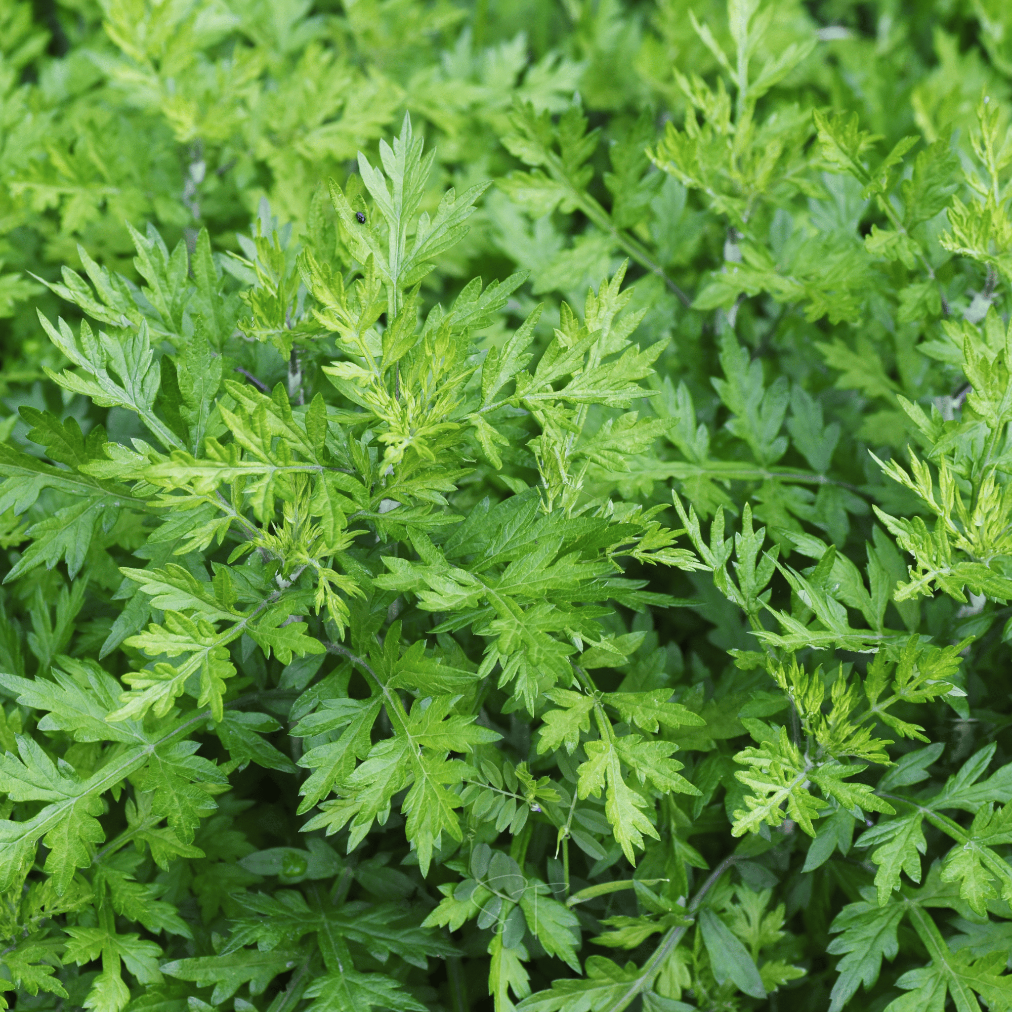 Mugwort – 200 Seeds Southern Seeds