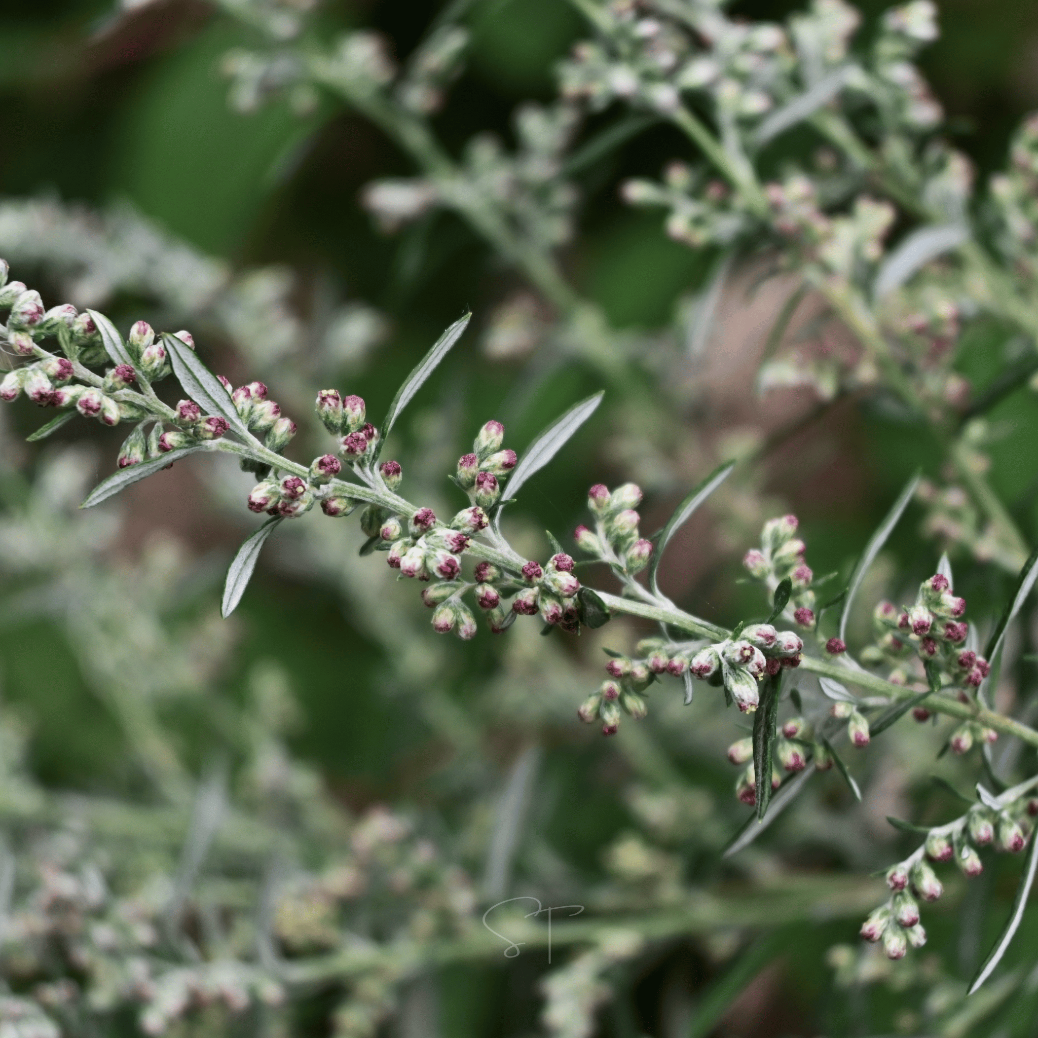 Mugwort – 200 Seeds Southern Seeds