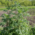 Mugwort – 200 Seeds Southern Seeds