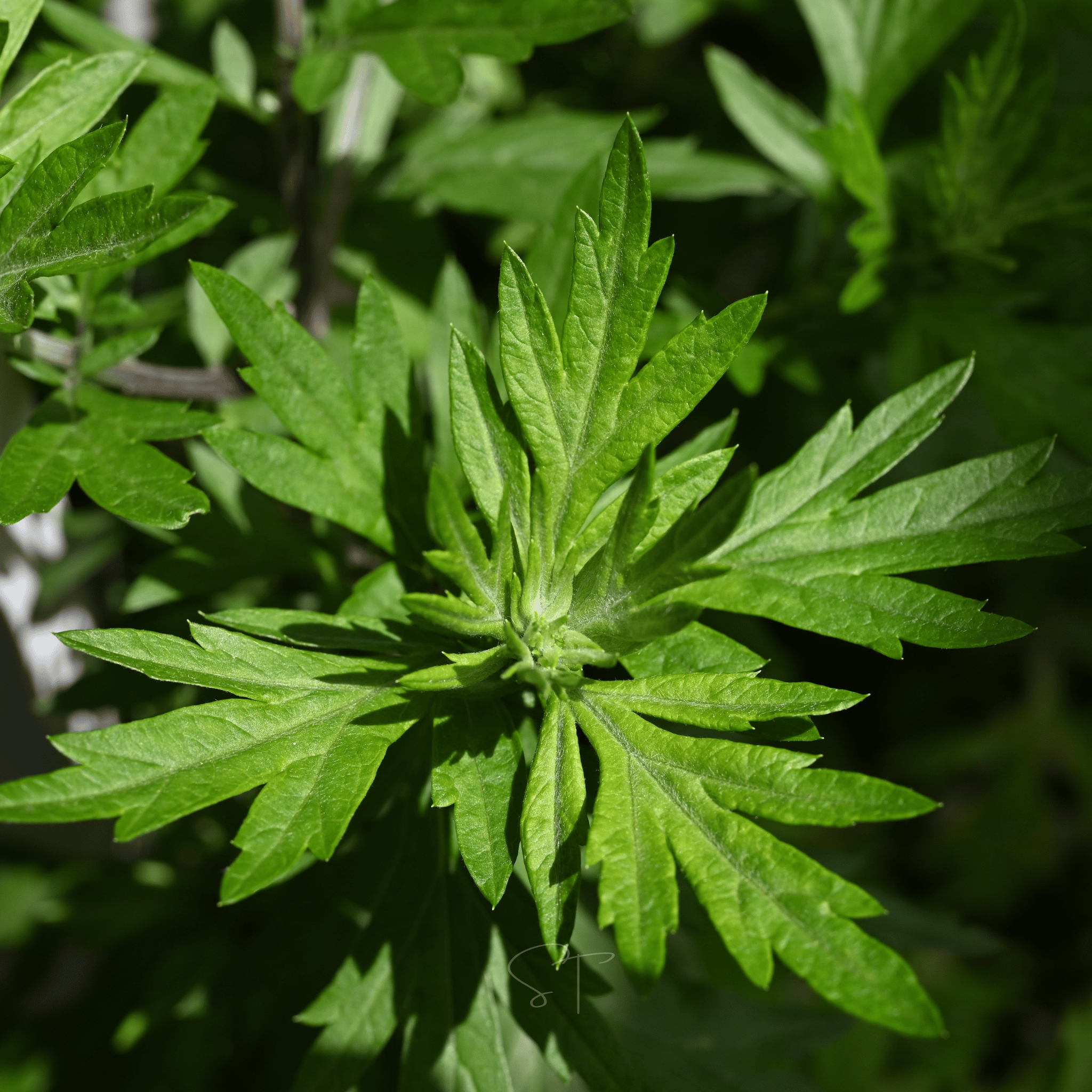 Mugwort – 200 Seeds Southern Seeds