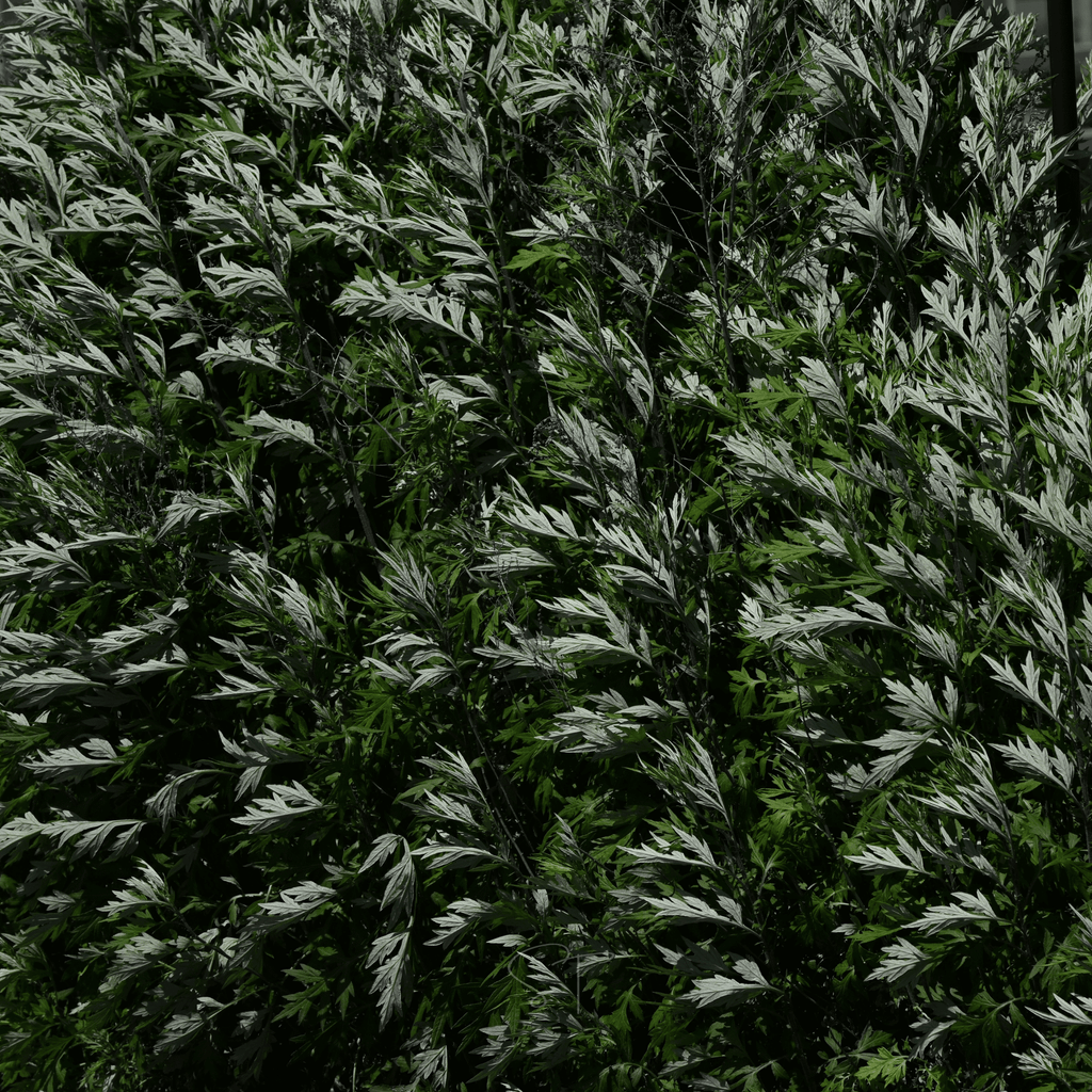 Mugwort – 200 Seeds Southern Seeds