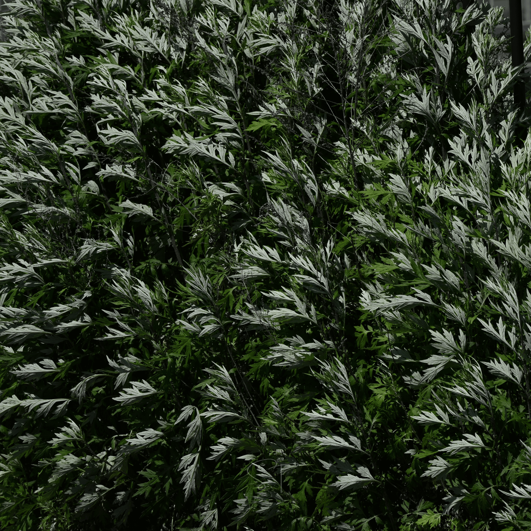 Mugwort – 200 Seeds Southern Seeds