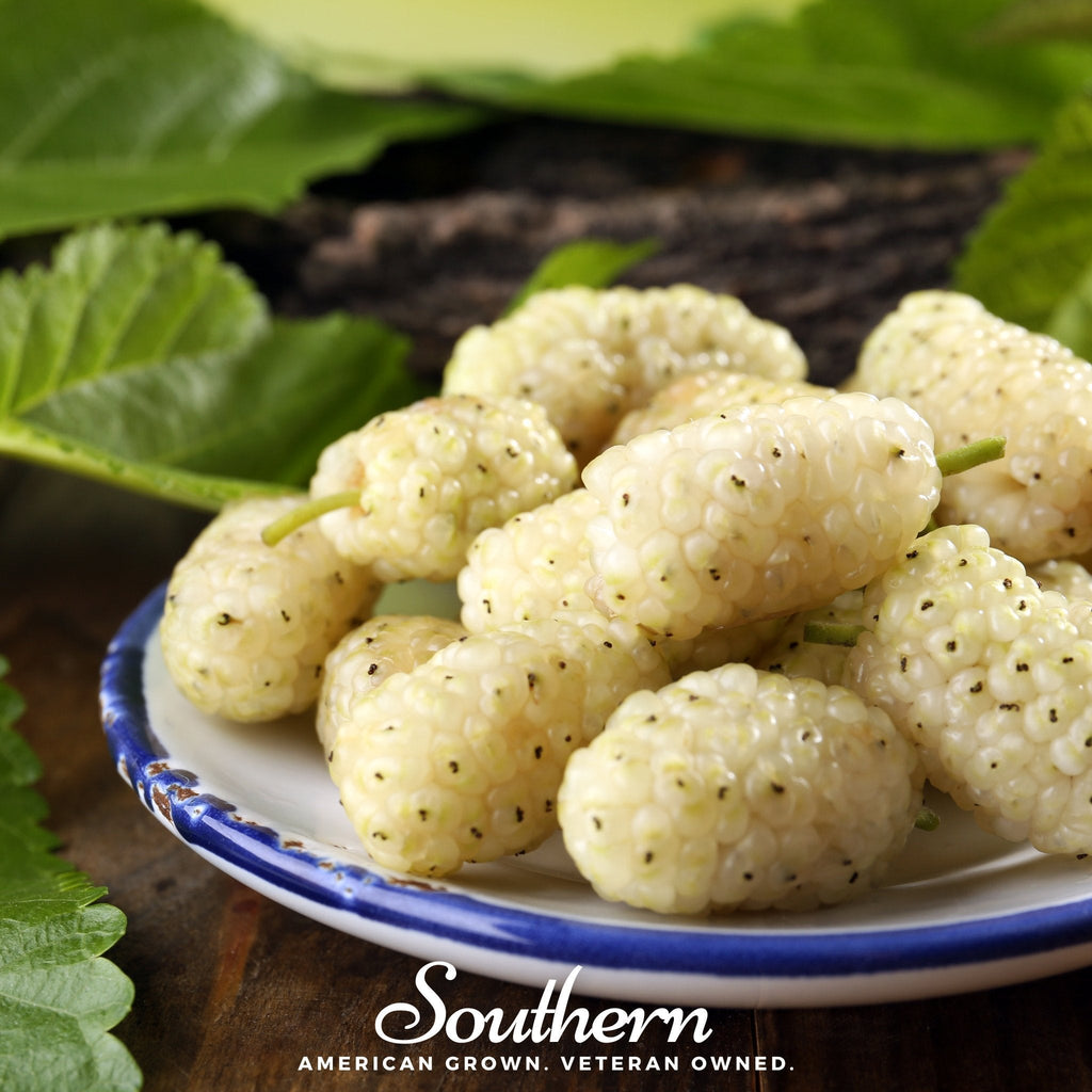 White Mulberry – 50 Seeds Southern Seeds