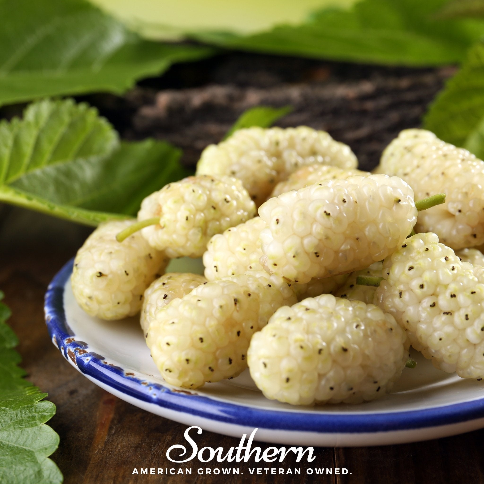 White Mulberry – 50 Seeds Southern Seeds