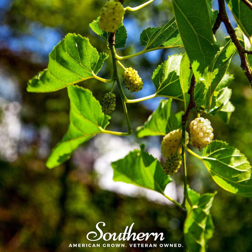 White Mulberry – 50 Seeds Southern Seeds