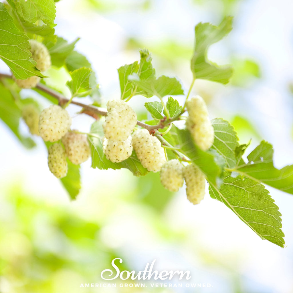 White Mulberry – 50 Seeds Southern Seeds