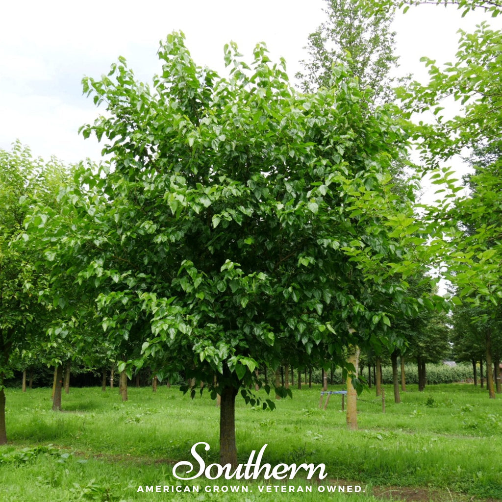 White Mulberry – 50 Seeds Southern Seeds
