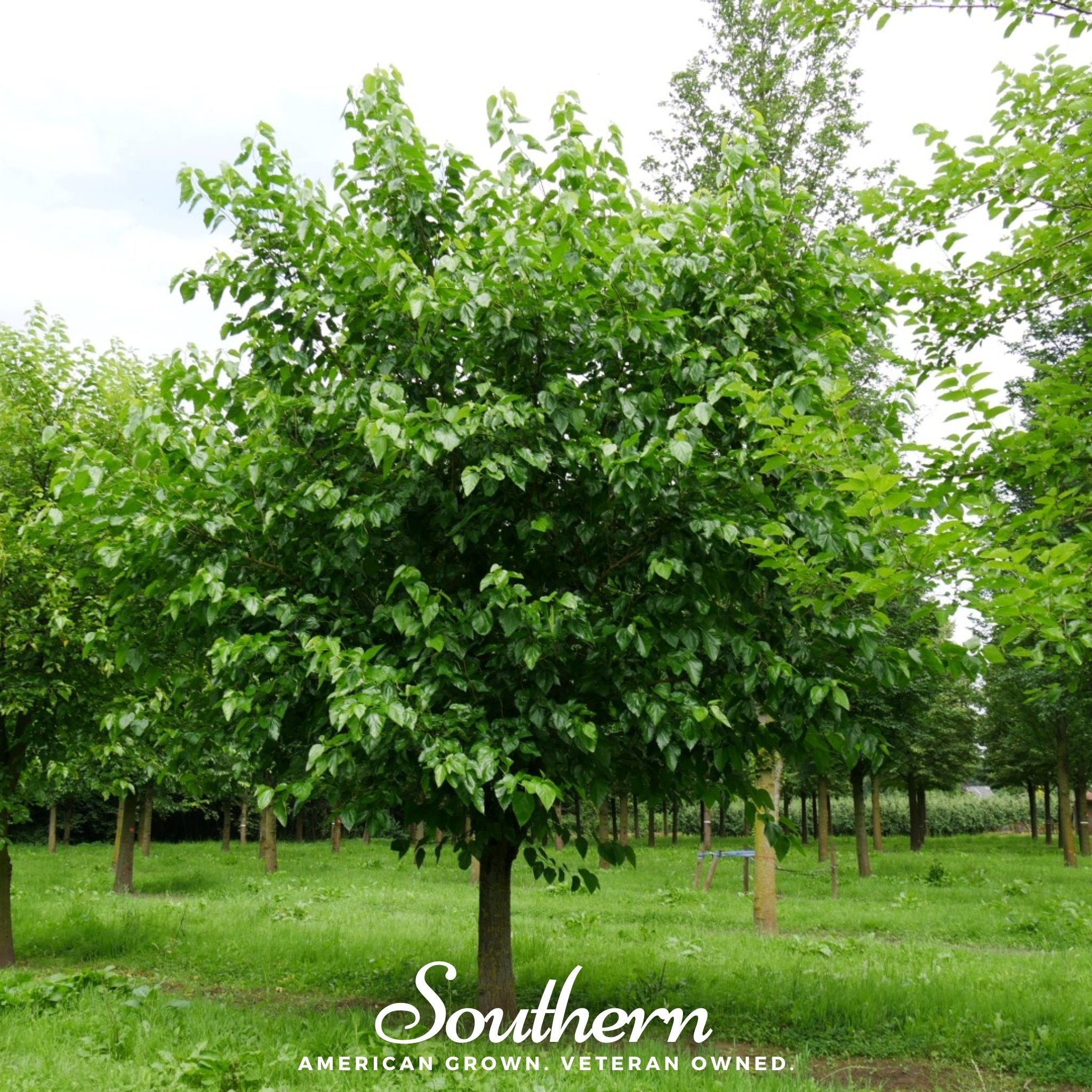 White Mulberry – 50 Seeds Southern Seeds