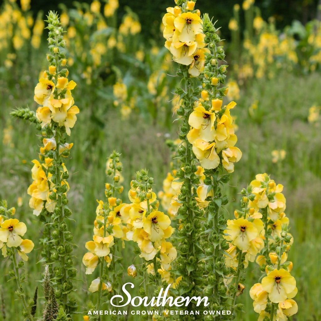 Mullein – 200 Seeds Southern Seeds