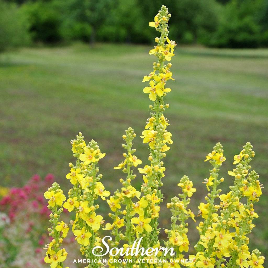 Mullein – 200 Seeds Southern Seeds