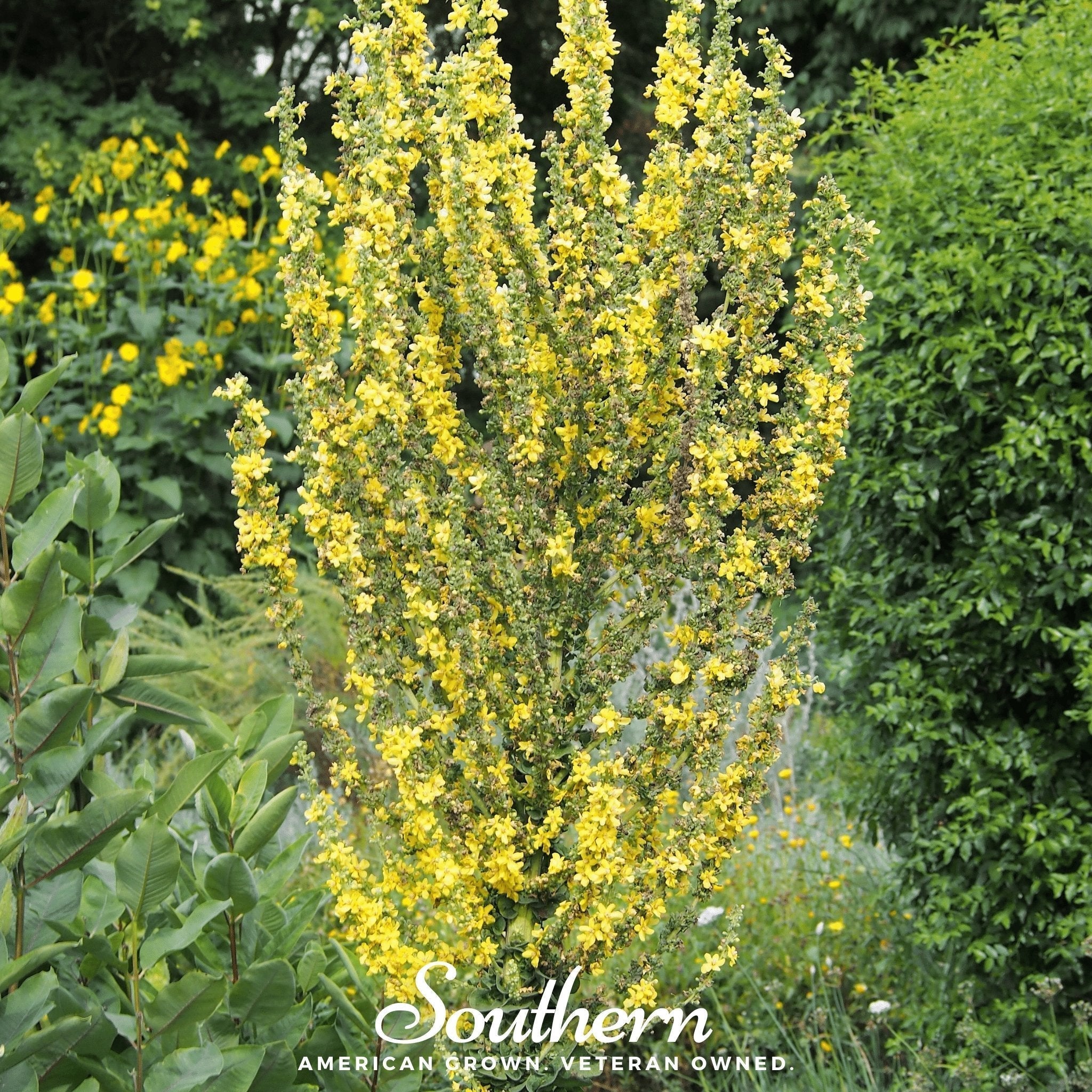 Greek Mullein – 100 Seeds Southern Seeds