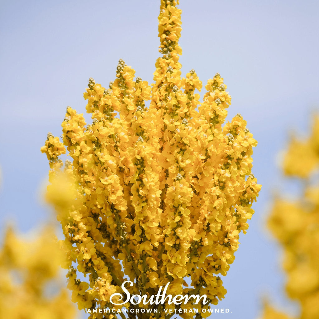 Greek Mullein – 100 Seeds Southern Seeds