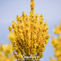 Greek Mullein – 100 Seeds Southern Seeds