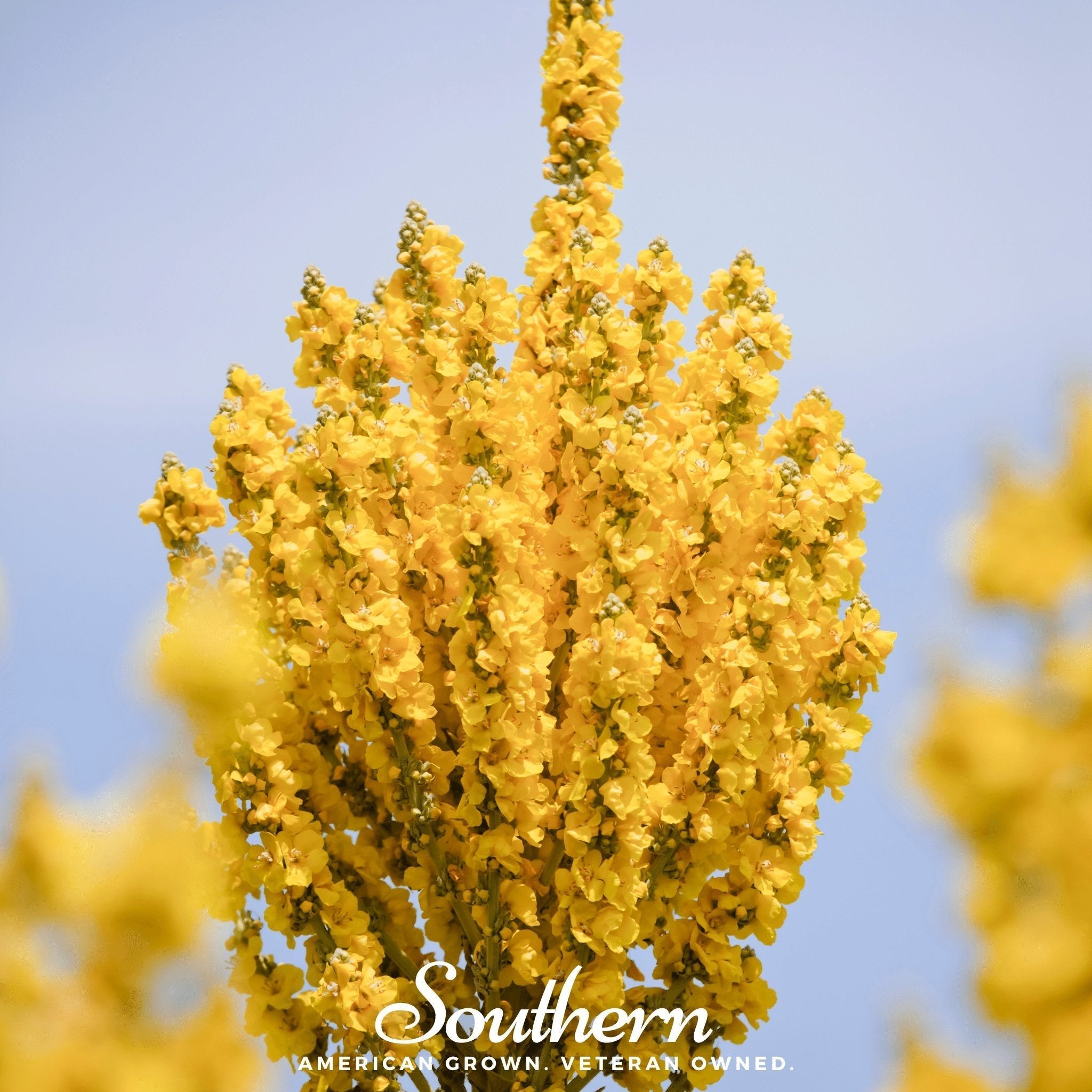 Greek Mullein – 100 Seeds Southern Seeds