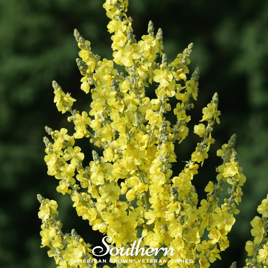 Greek Mullein – 100 Seeds Southern Seeds