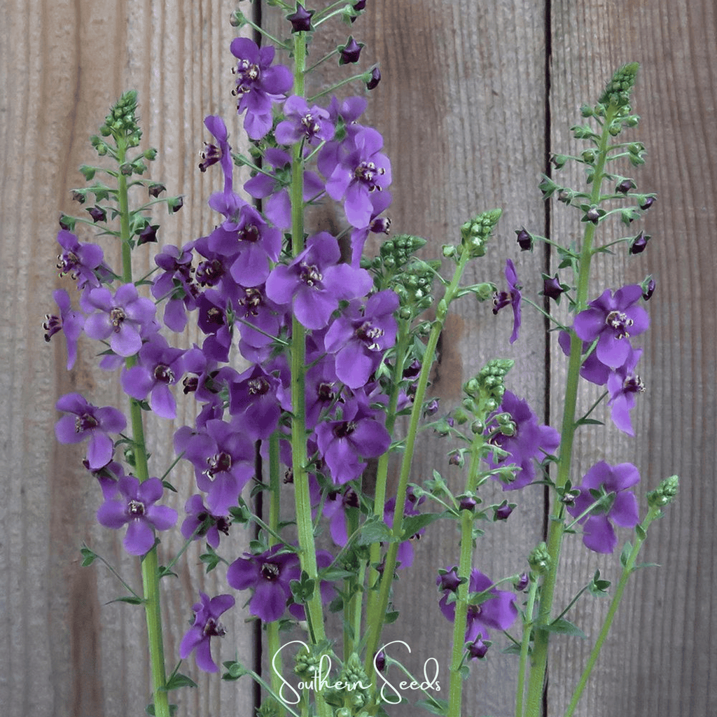 Purple Mullein – 50 Seeds Southern Seeds