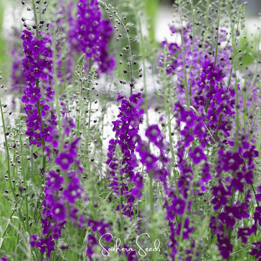 Purple Mullein – 50 Seeds Southern Seeds