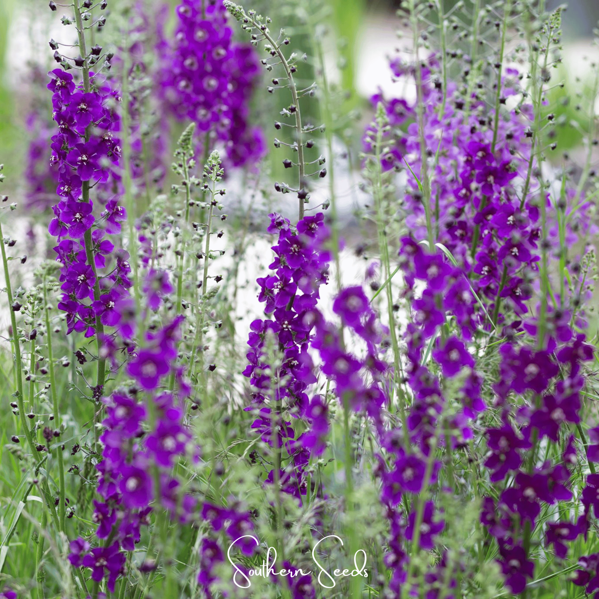 Purple Mullein – 50 Seeds Southern Seeds