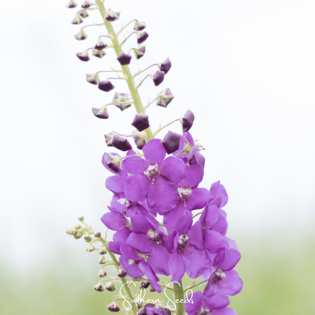 Purple Mullein – 50 Seeds Southern Seeds