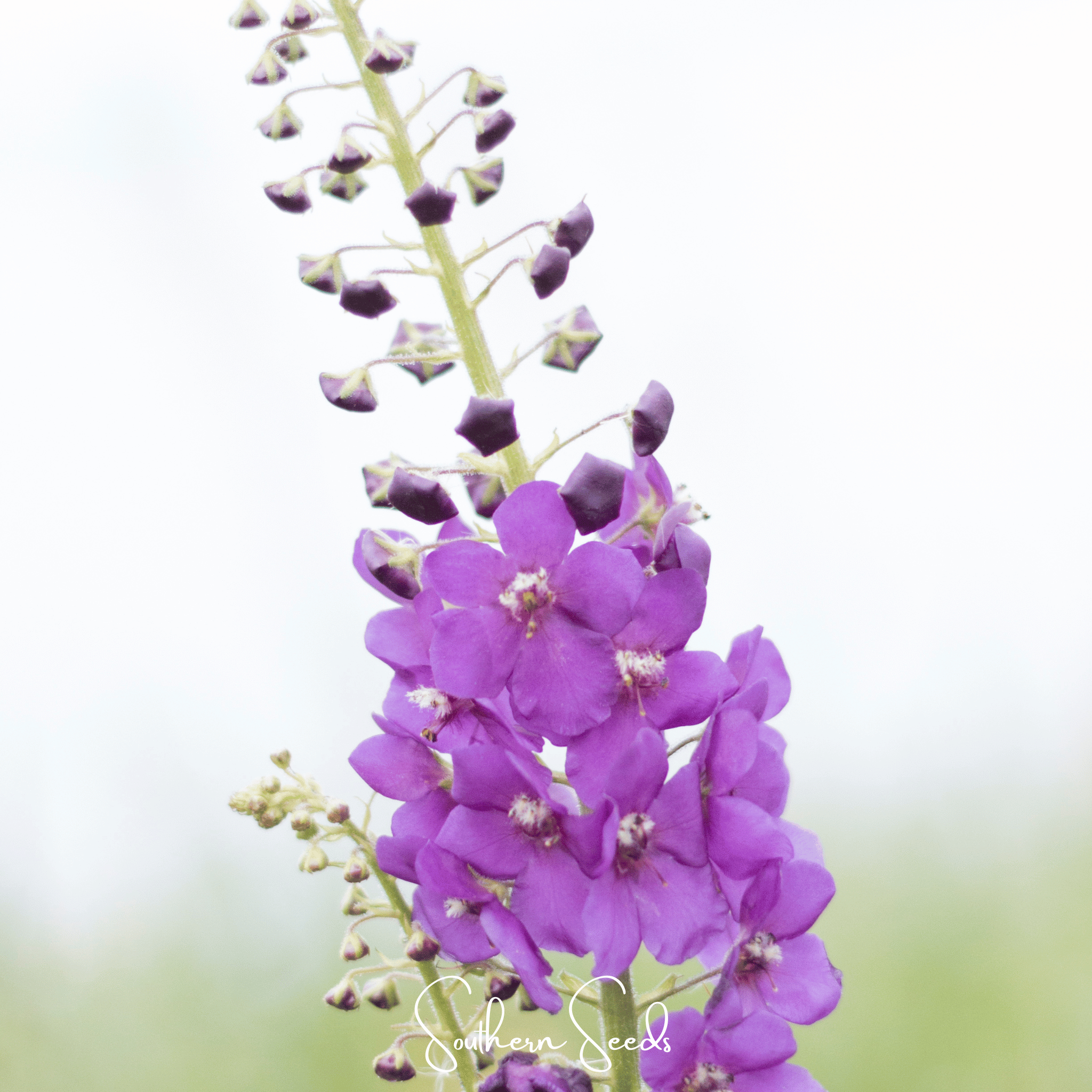 Purple Mullein – 50 Seeds Southern Seeds