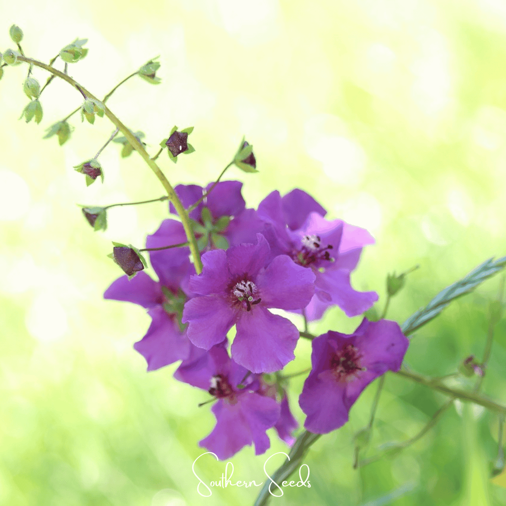 Purple Mullein – 50 Seeds Southern Seeds