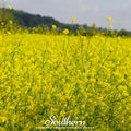 Black Mustard – 500 Seeds Southern Seeds