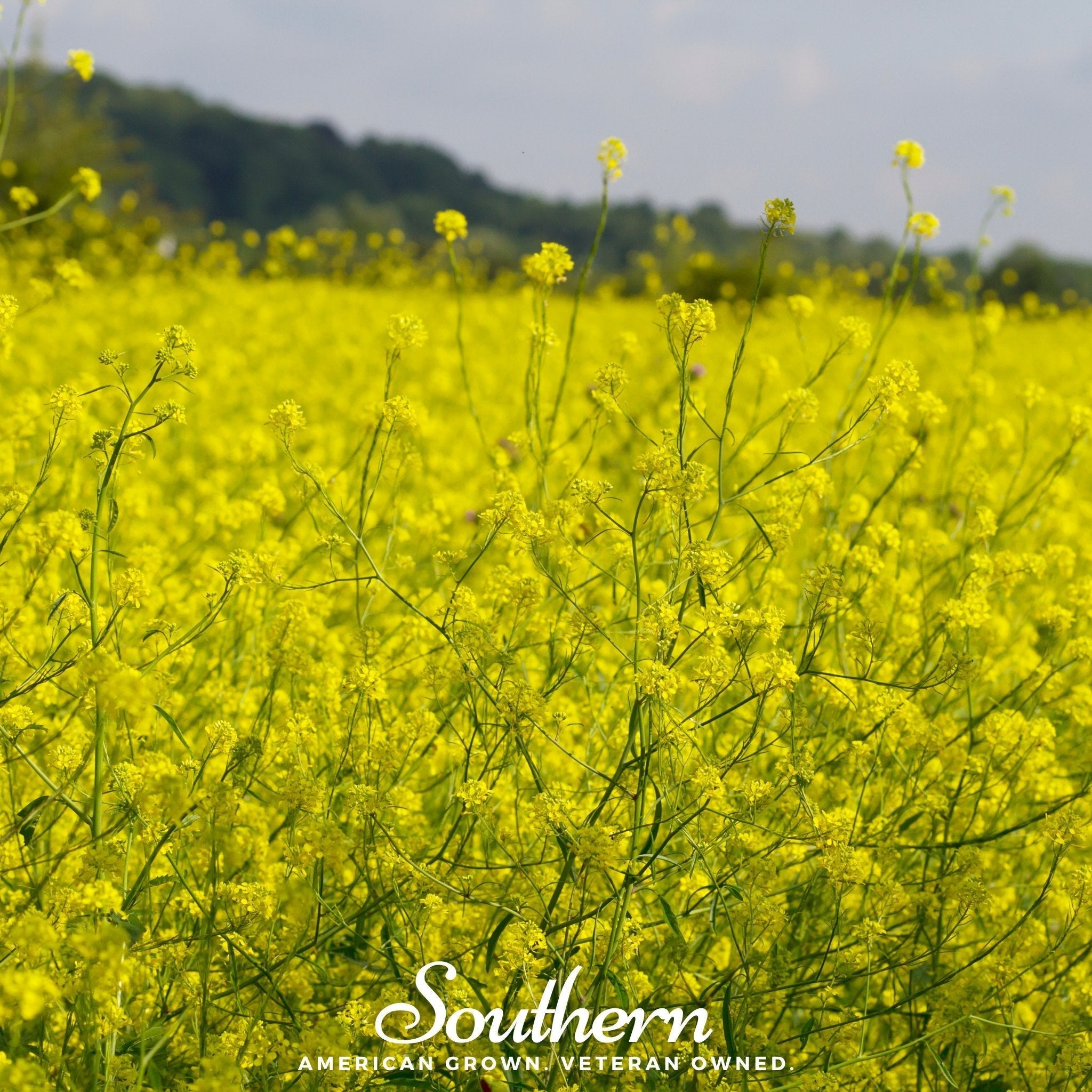 Black Mustard – 500 Seeds Southern Seeds